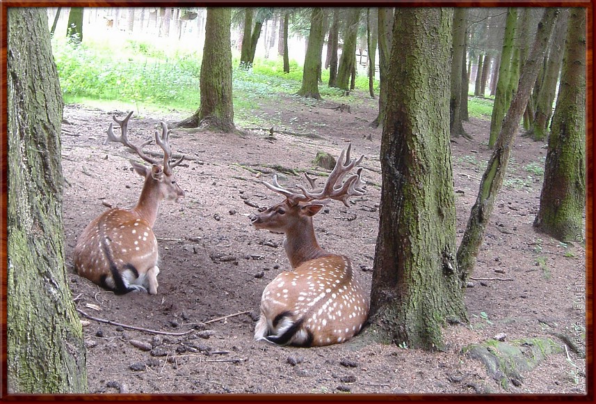 09 - Thringer Wald - Nog maar een potje dammen dan.. .jpg