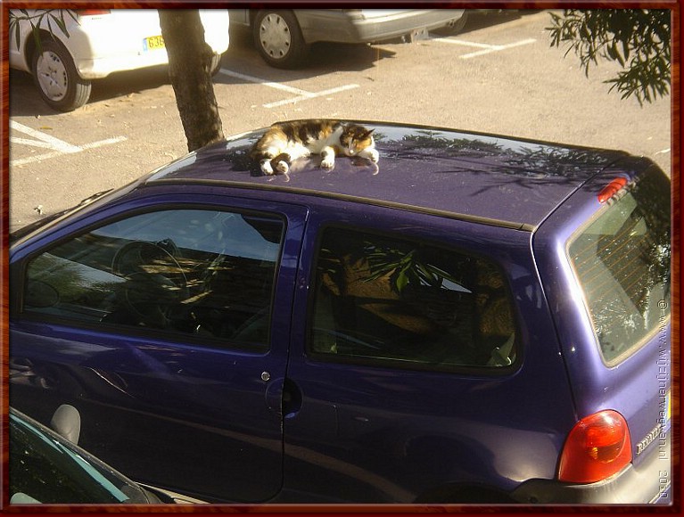 23 - St-Paul-de-Vence - Cat on a hot tin roof.jpg