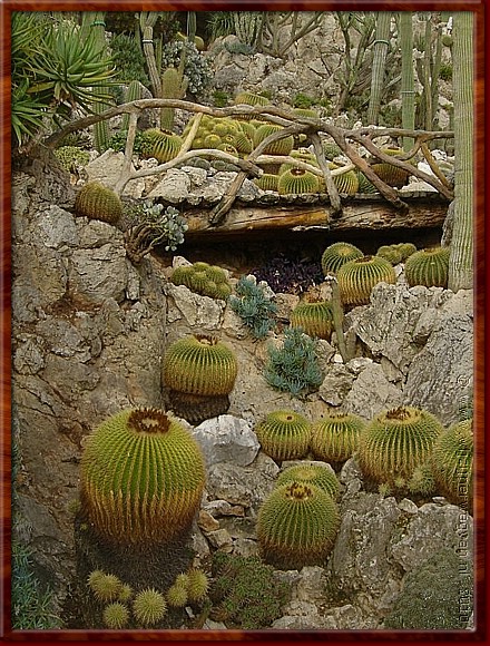 36 - Monaco - Jardin Exotique 3.jpg