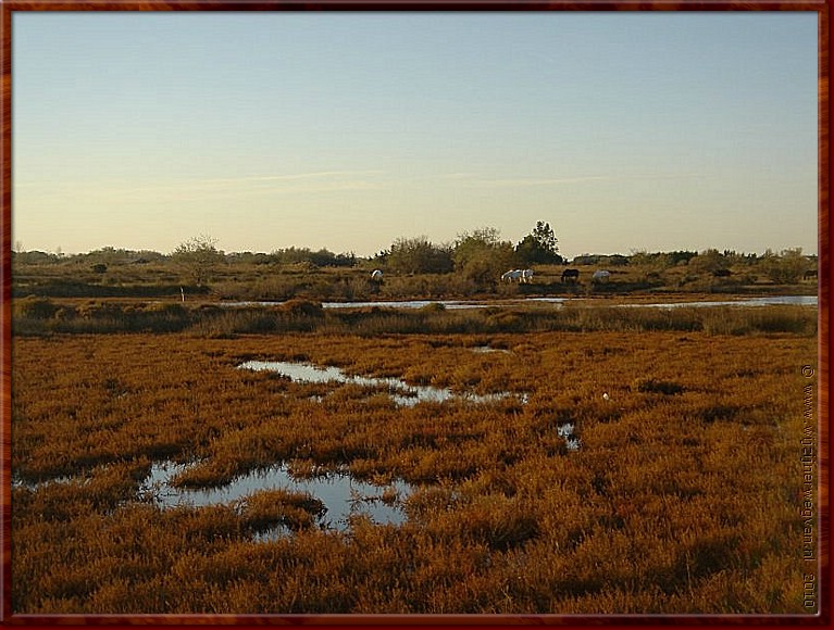 08 - Camargue 1.jpg