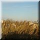 09 - Camargue 2.jpg