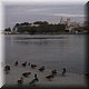 14 - Avignon - Ducks a la Rhone.jpg