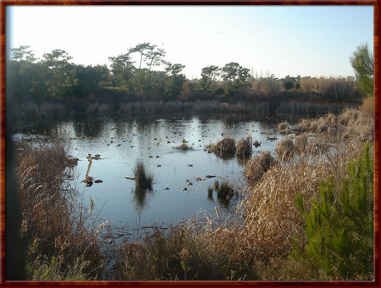 044 Olho - Ria Formosa natuurpark .jpg