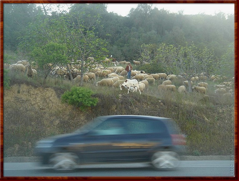 55 Albufeira - Schapen hoeden op het randje.jpg