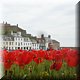 28 - Jersey - Tulpenbol.jpg