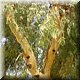 09 Bari - Eucalyptus met koala.JPG