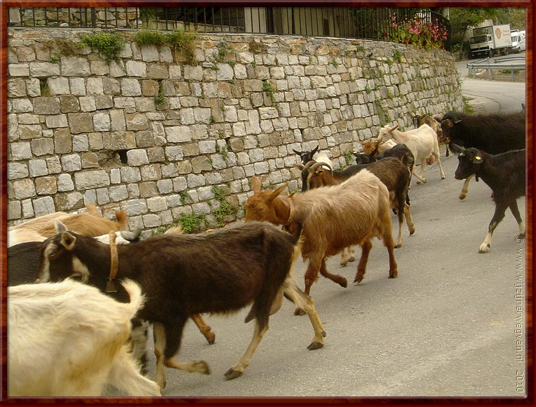 14 Portaria - Straatgeiten.JPG