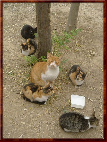 06 De katten in Athene zijn erg hautain.JPG