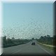 01 Onderweg naar Patra - Birds.jpg