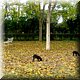 30 Mystrs - Er lopen kapers rond die ook op walnoten azen - vier jonge honden van de buren lusten er wel pap van!.JPG