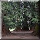 10 - La Bourboule - Sequoia's in het Parc Fenestre.jpg