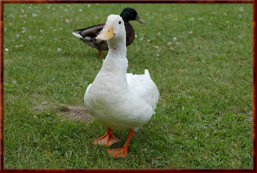 037 - Millau - Tarn oever - Wildlife.JPG