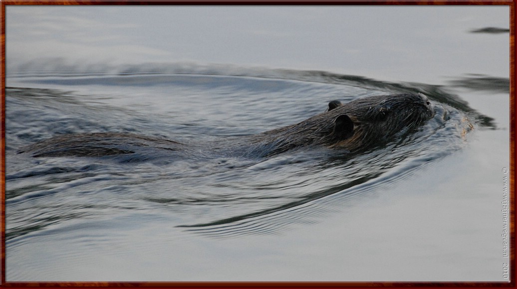 041 - Tarn rivier - Langs de oever woont een bever gezinnetje.JPG