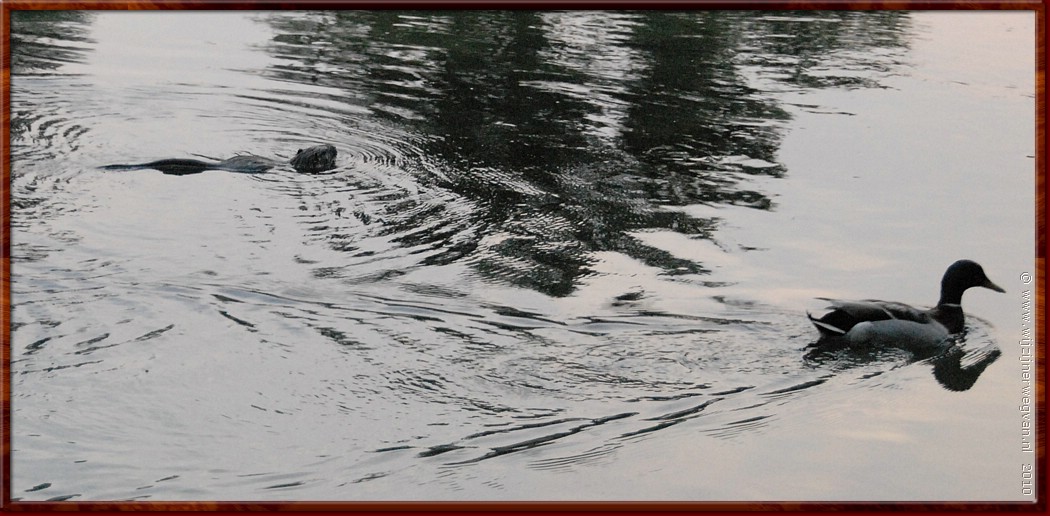 045 - Tarn rivier - Ontmoeting.JPG