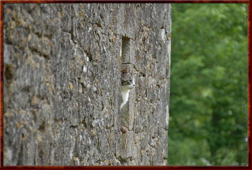 054 - Saint Jean d'Alcas - Poezenplaatje.JPG