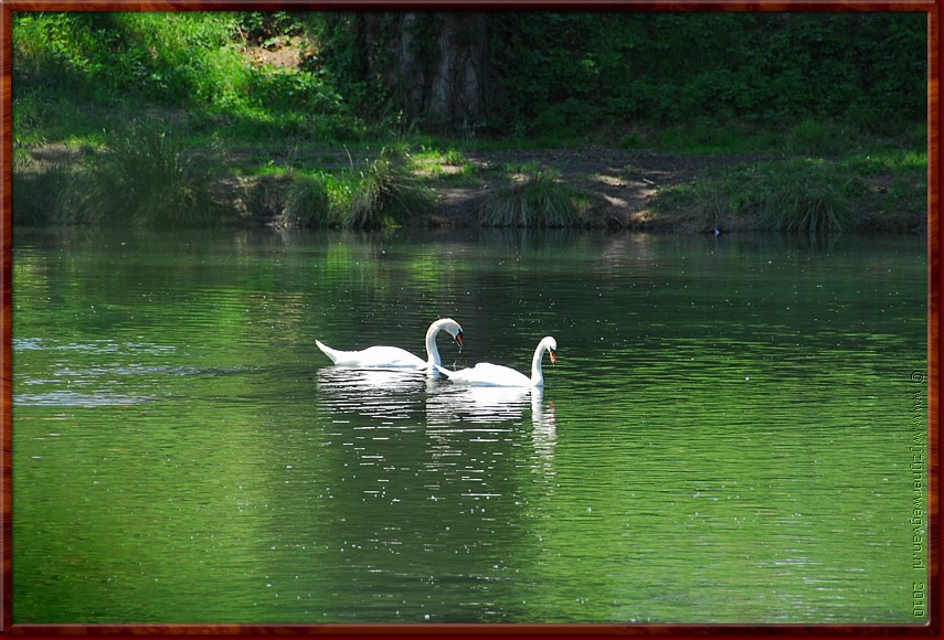 060 - Millau - Tarnoever - Zwaan kleef aan.jpg