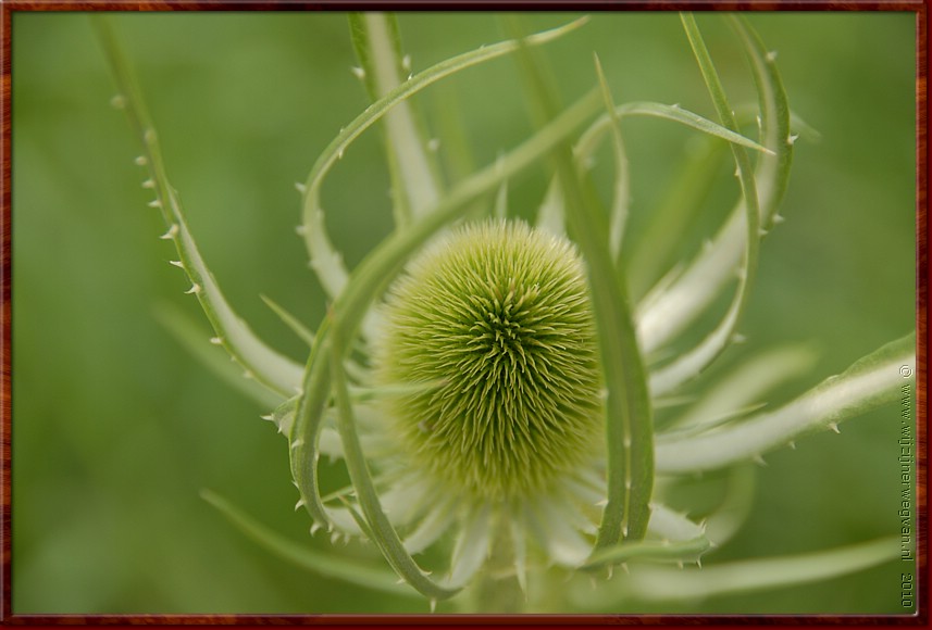 110 - Millau - Distel.JPG