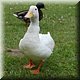 037 - Millau - Tarn oever - Wildlife.JPG