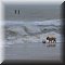 Hond met veel te grote bal op het strand van Domburg