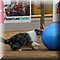 Hilvarenbeek
Safaripark Beekse Bergen    
'Animal Event'
Dog City 
'Treiball: Alle ballen verzamelen!', Hermina Stout - Dog Basic