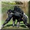 Hilvarenbeek
Safaripark Beekse Bergen       
West Afrikaanse Chimpansees