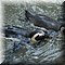 Hilvarenbeek
Safaripark Beekse Bergen   
Zwartvoetpinguin