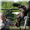 Hilvarenbeek
Safaripark Beekse Bergen 
Roofvogelshow 
Amerikaanse Zeearend
