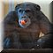 Hilvarenbeek
Safaripark Beekse Bergen   
Chimpansee