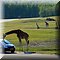 Hilvarenbeek
SafariCamp 'Beekse Bergen'
Panorama Uitkijk
Autosafari, Giraffen