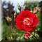 Trois pis  
Place Reine Wilhelmine
'Roseraie'