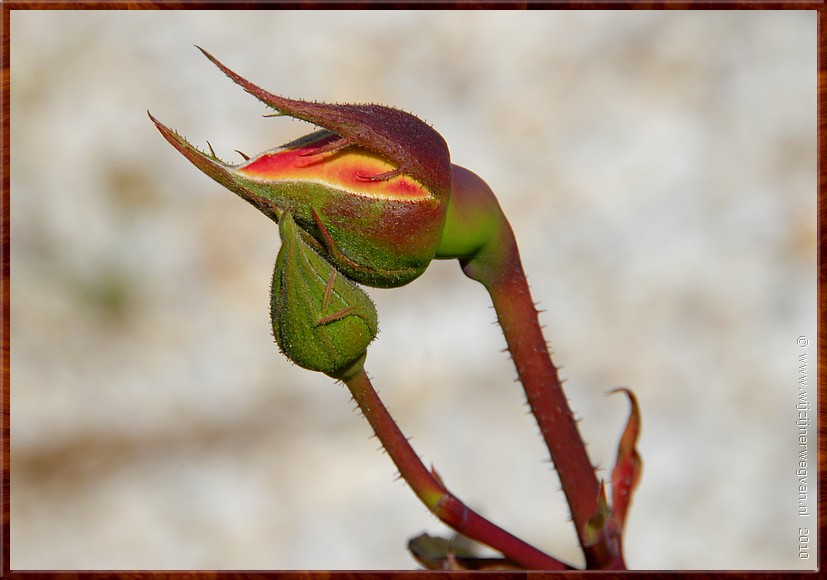 DSC_2775.JPG