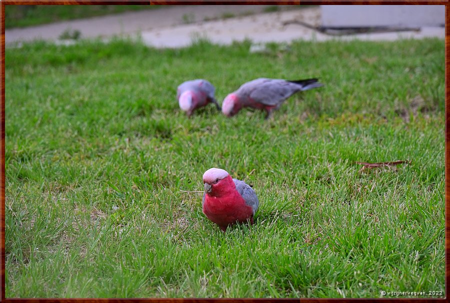 

Canberra
Northbound Avenue
Galah (roze kaketoe)  -  13/23