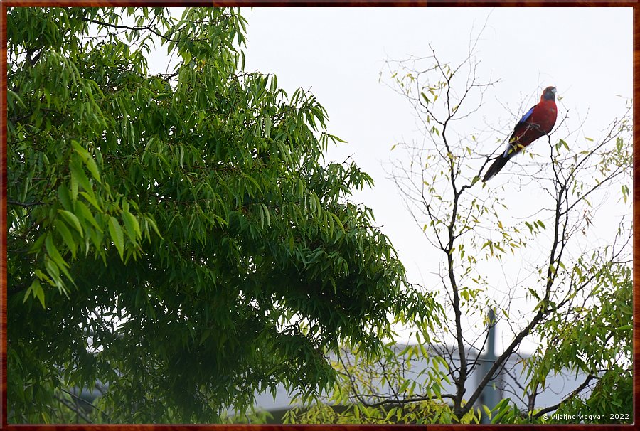 

Canberra
Mort Street
Crimson rosella  -  18/23