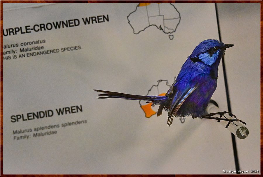 

Sydney
Australian Museum
Pracht elfje (splendid fairy wren)  -  50/71