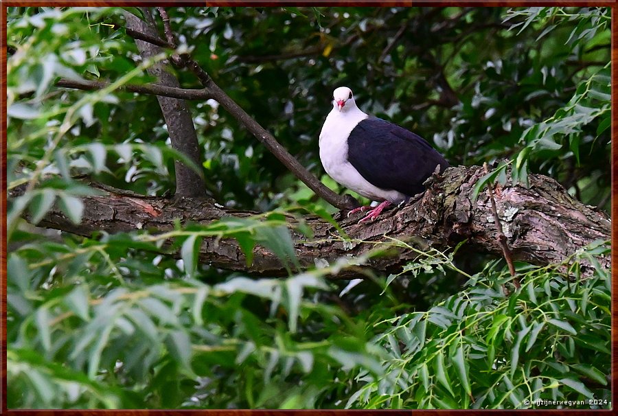 

Wollongong
White headed pigeon (wtikopduif)  -  7/13