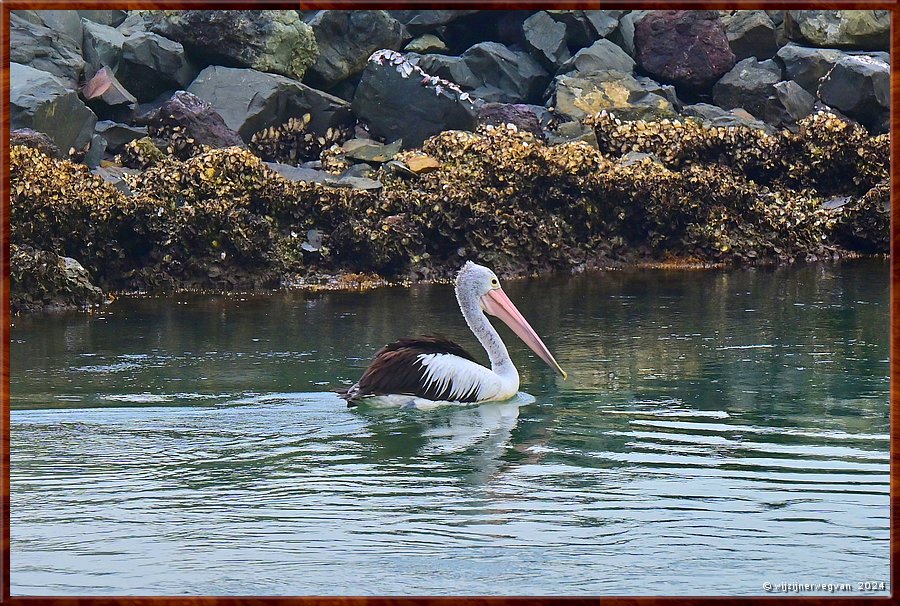 

Windang
Lake Illawarra
Pelikaan  -  5/14