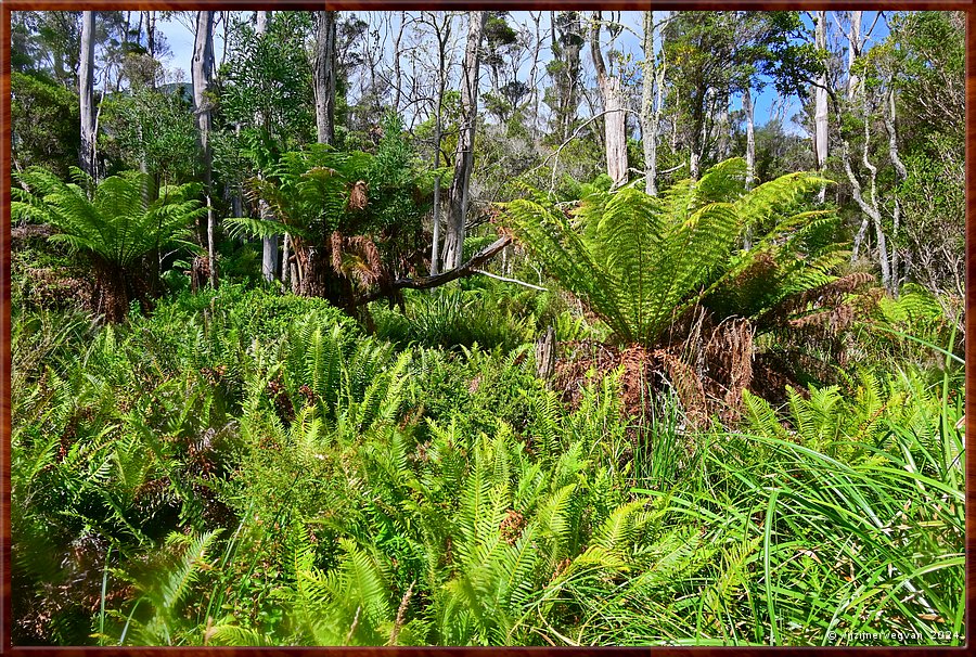 

Wilsons Promontory National Park
Lilly Pilly Gully  -  22/35