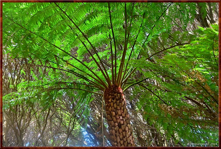 

Wilsons Promontory National Park
Lilly Pilly Gully
Varenboom (Soft Tree Fern) kunnen honderden jaren oud worden  -  23/35