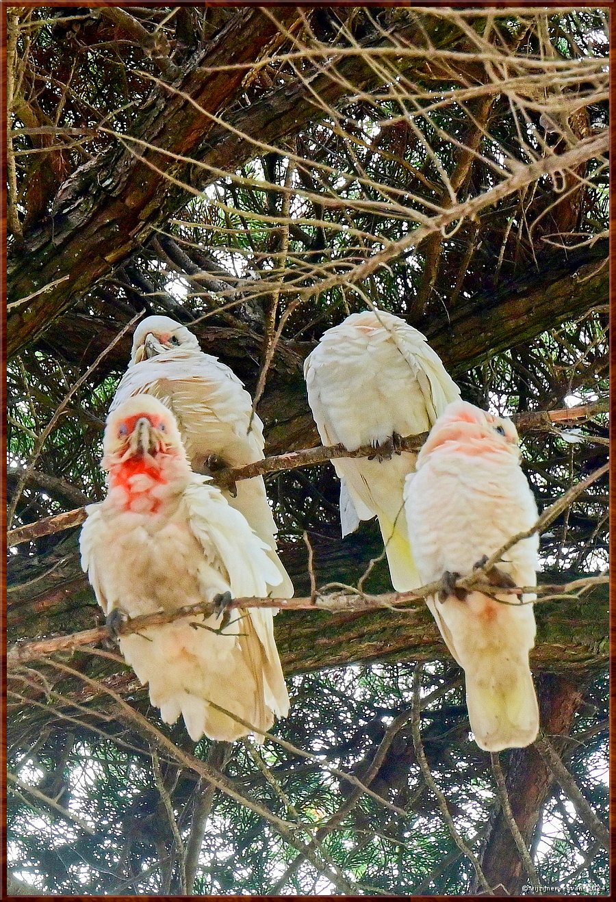 

Torquay
Taylor Park
Little Corella's  -  15/52