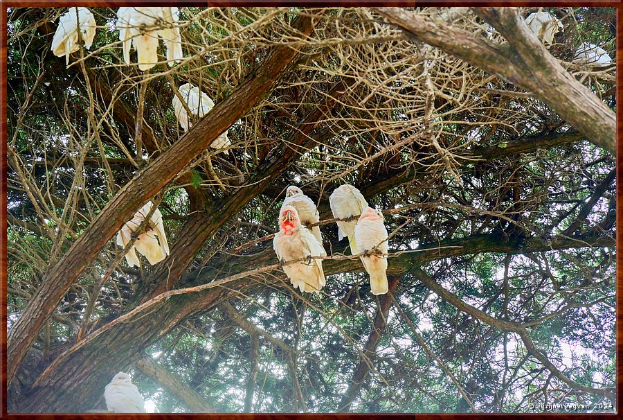 

Torquay
Taylor Park
Little Corella's  -  16/52