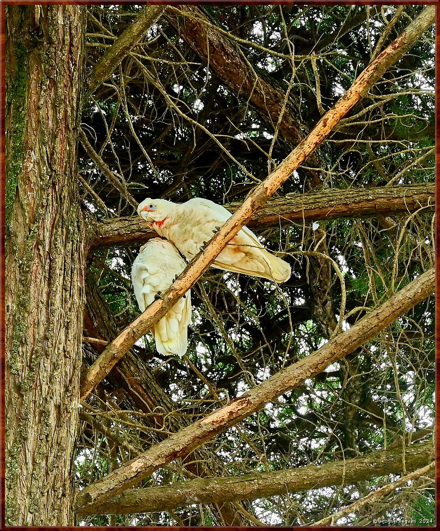 

Torquay
Taylor Park
Little Corella's  -  19/52