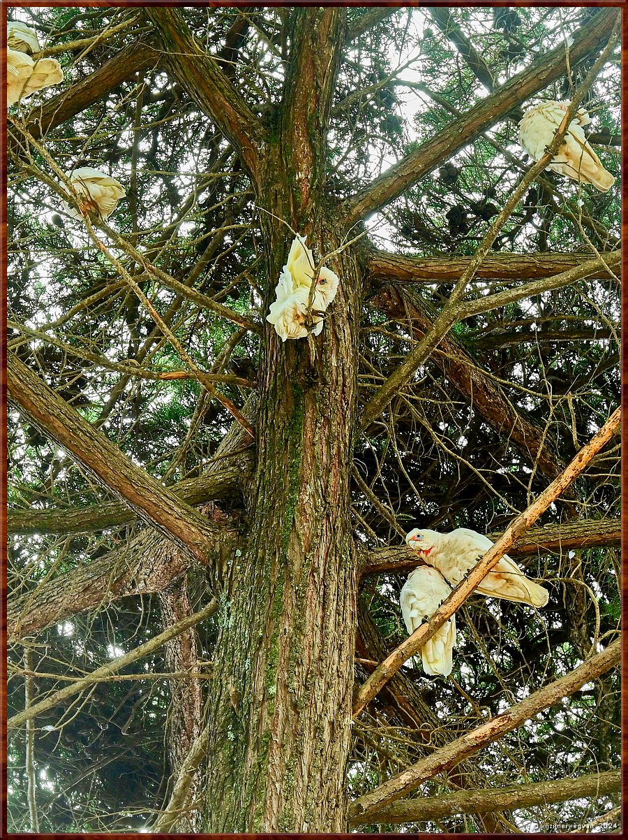 

Torquay
Taylor Park
Little Corella's  -  20/52