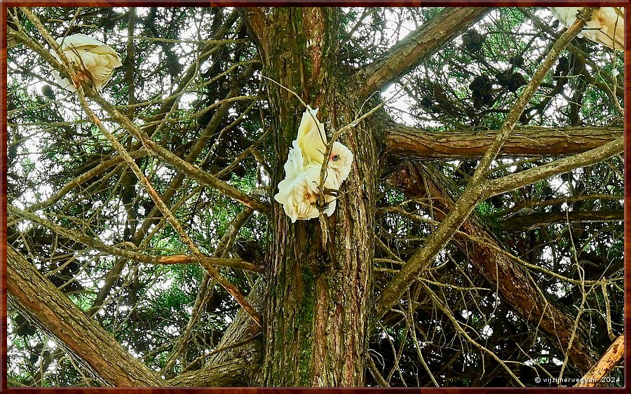 

Torquay
Taylor Park
Little Corella's  -  21/52
