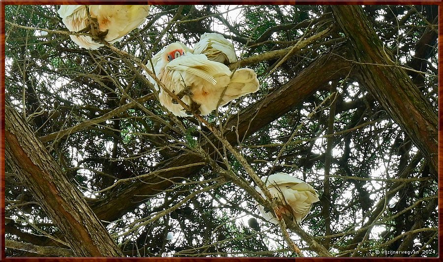 

Torquay
Taylor Park
Little Corella's  -  22/52