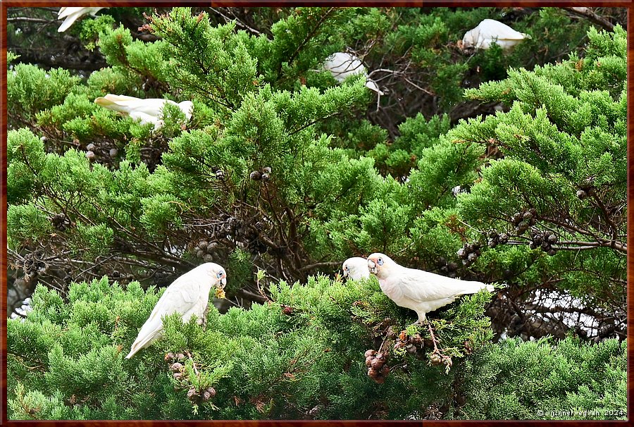 

Torquay
Taylor Park
Little Corella's  -  24/52