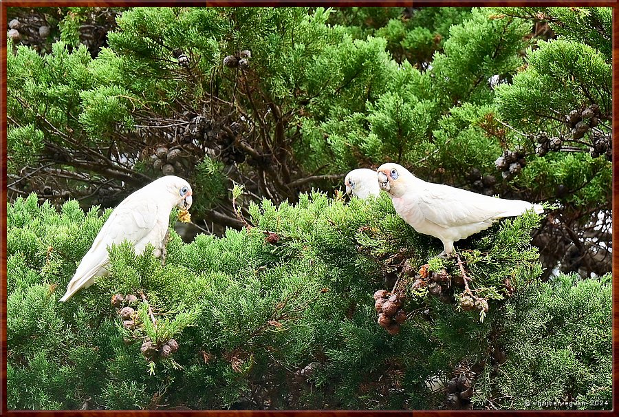 

Torquay
Taylor Park
Little Corella's  -  25/52