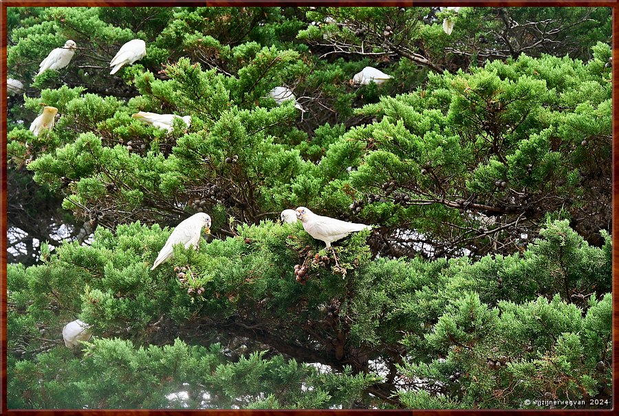 

Torquay
Taylor Park
Little Corella's  -  26/52