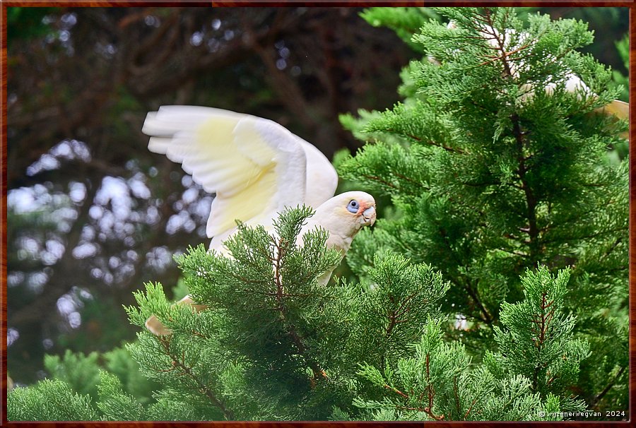 

Torquay
Taylor Park
Little Corella's  -  27/52