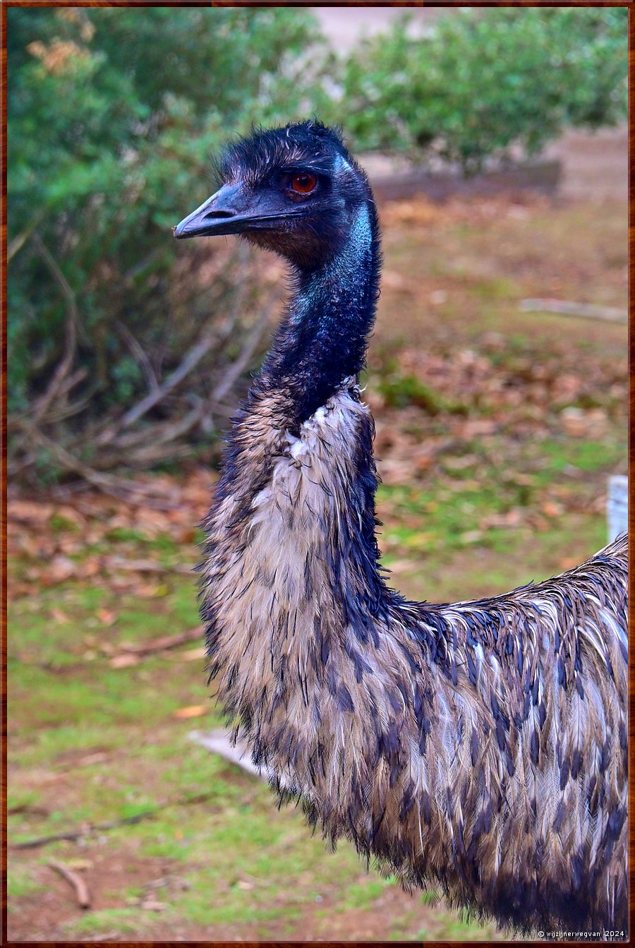 

Tower Hill
Tower Hill Wildlife Reserve
Kan het toch best vragen, niet dan   -  31/36