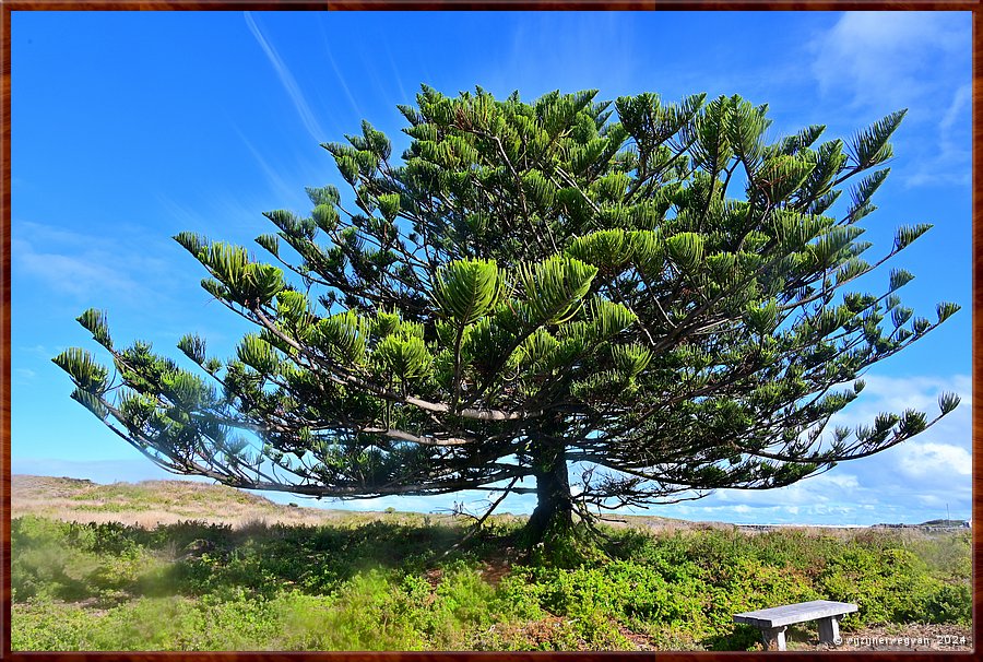 

Port Fairy
Griffiths Island
Norfolk Island Pine
In Nederland is dit een kamerden  -  36/40